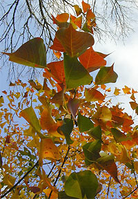 Chinese Tallow Tree Leaves