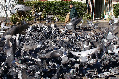 Pigeons Swarming at Jarinee’s Dressmaking and Alterations, 4404 Richmond Ave., Houston
