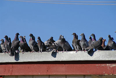 Pigeons on Roof of 4404 Richmond Ave., Houston