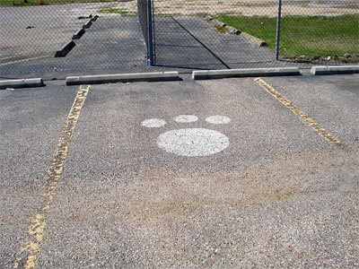 Parking Space at Grob Stadium with Bear Print from the former Spring Branch High School