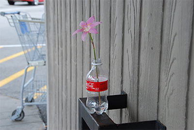 Flower in Coke-Bottle Vase Outside Kroger on 20th St. at Yale, Houston Heights