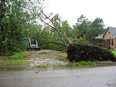 Toppled Tree after Hurricane Ike, 2205 Bartlett St., Houston