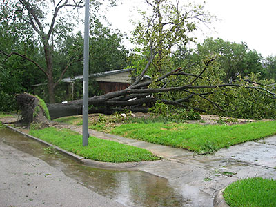 Toppled Tree at 2205 Bartlett St., Houston