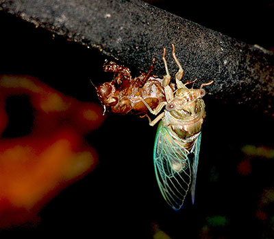 Cicada in Houston, Molting