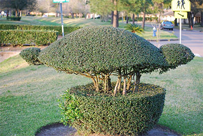 Topiary Turtle in Meyerland, Houston