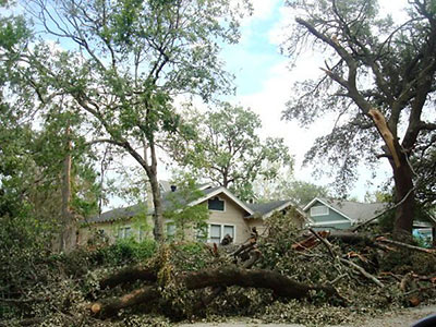 Trees Down in Norhill after Hurricane Ike