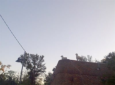 Sheep on Roof, Westheimer near Hazard St., Houston