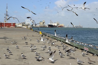 galveston-seagulls