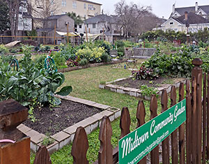 Midtown Community Garden, Baldwin and Drew St., Midtown, Houston