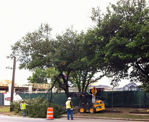 Removal of Oak Trees from Yale St., Houston Heights