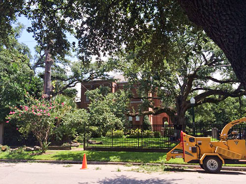 Tree Cutting at 201 Westmoreland St., Westmoreland, Houston