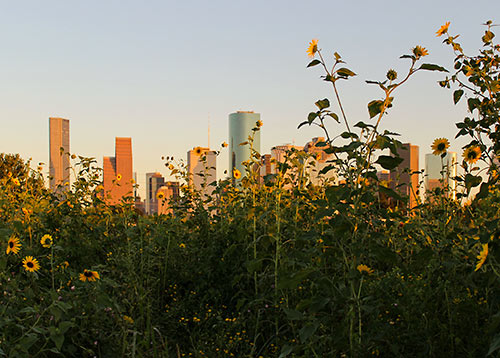 Downtown Houston with Sunflowers