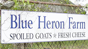 blue-heron-spoiled-goats
