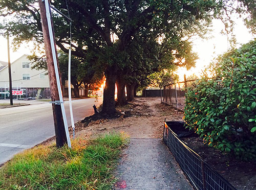 Oak Trees Along Leeland St. at Ennis St., East Downtown, Houston