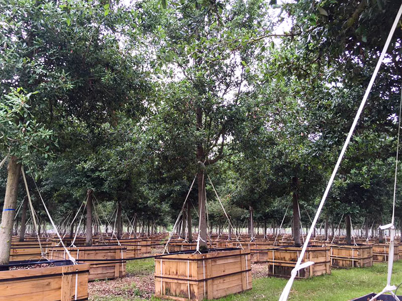 Post Oak Live Oaks Growing at Environmental Design, 23544 Coons Rd., Tomball, Texas