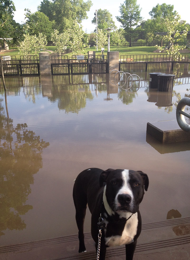 Johnny Steele Dog Park After Heavy Rains, Buffalo Bayou Park, Houston