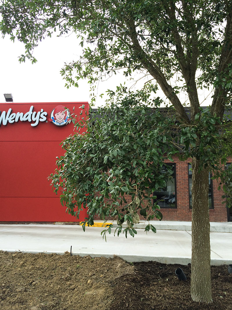 New Trees at Wendy's Drive-Thru Restaurant, 5003 Kirby Dr., Upper Kirby, Houston