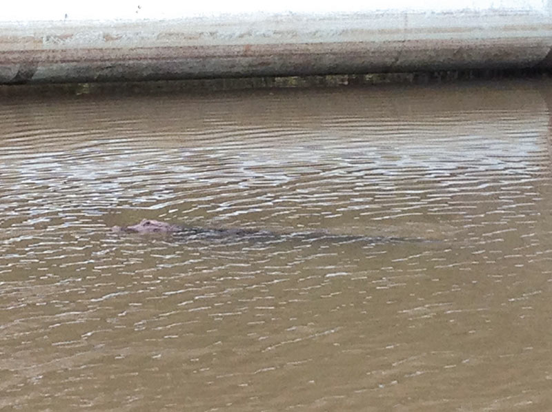 Alligator in Brays Bayou at Country Club Bayou, Near Gus Wortham Golf Course, Forest Hill, Houston