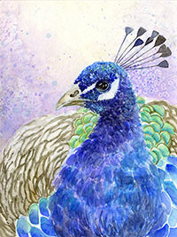 Drawing of Peacock