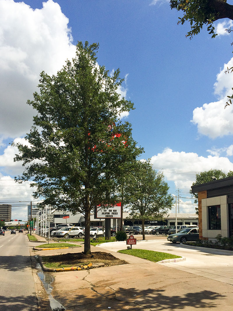 Replacement Oak Tree in Front of Wendy's Restaurant, 5003 Kirby Dr., Upper Kirby, Houston