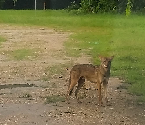 Coyote at Glen Park and Hyacinth St., Glen Park, Houston