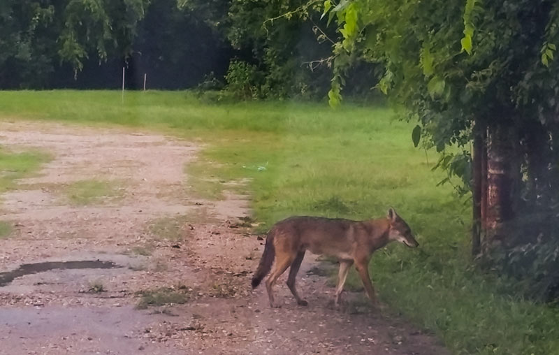 Coyote at Glen Park and Hyacinth St., Glen Park, Houston