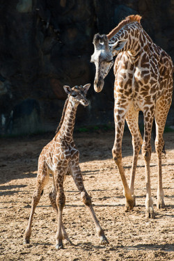 Houston Zoo Giraffes