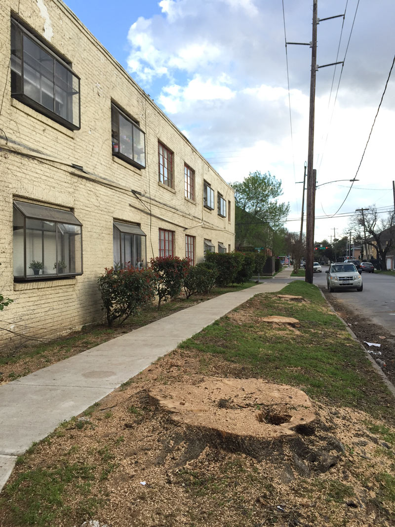 Tree Removal by Apartments at 1850 Colquitt St., Montlew Place, Houston, 77098
