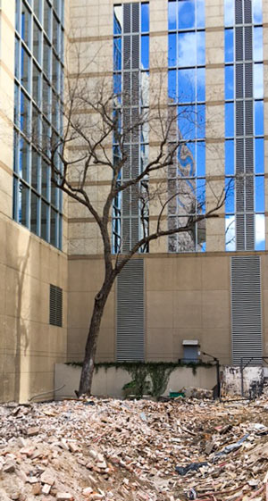 Pecan Tree formerly at 509 Louisiana St., Downtown, Houston, 77002