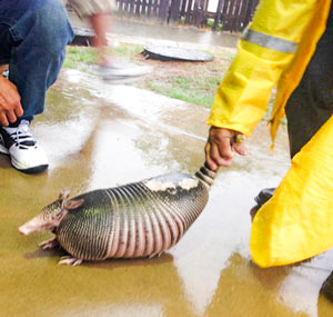 Armadillo rescued during 4/18 floods