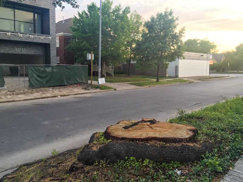 Stump in front of Au Petit Paris, 2048 Colquitt St,, Dearborn Place, Houston, 77098