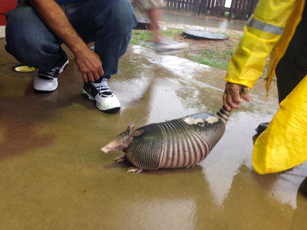 Armadillo Rescue during Tax Day Flood
