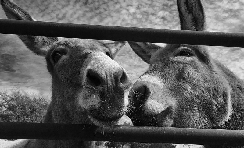 richmond-donkeys