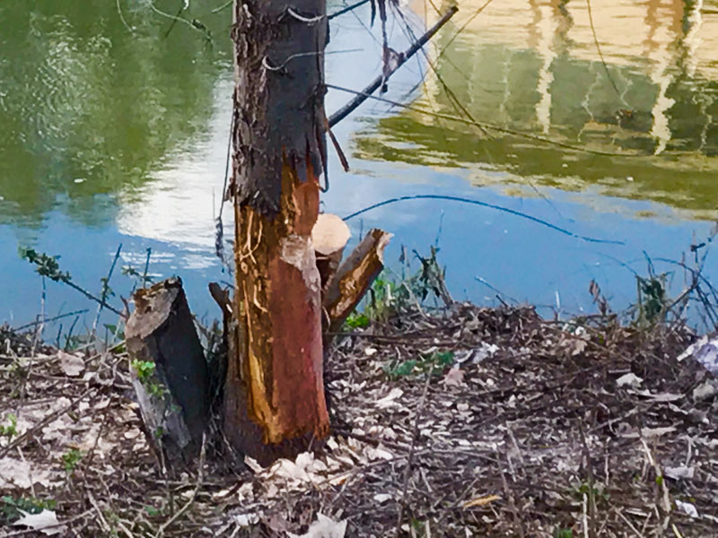 Beaver traces by Buffalo Bayou, Allen's Landing, Houston, 77002