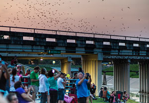 Bats at Watonga Parkway Park, 4100 Watonga Blvd., Oak Forest, Houston, 77092